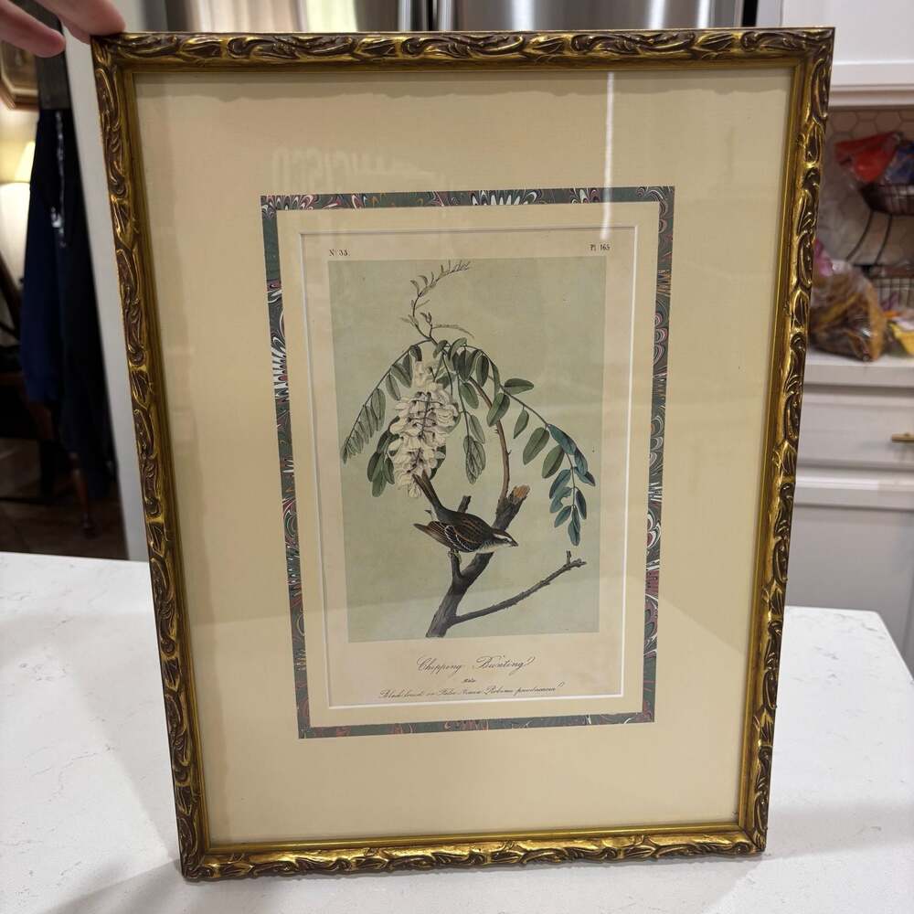 Vintage Chipping Bunting Bird Print Framed Botanical Art 12x16